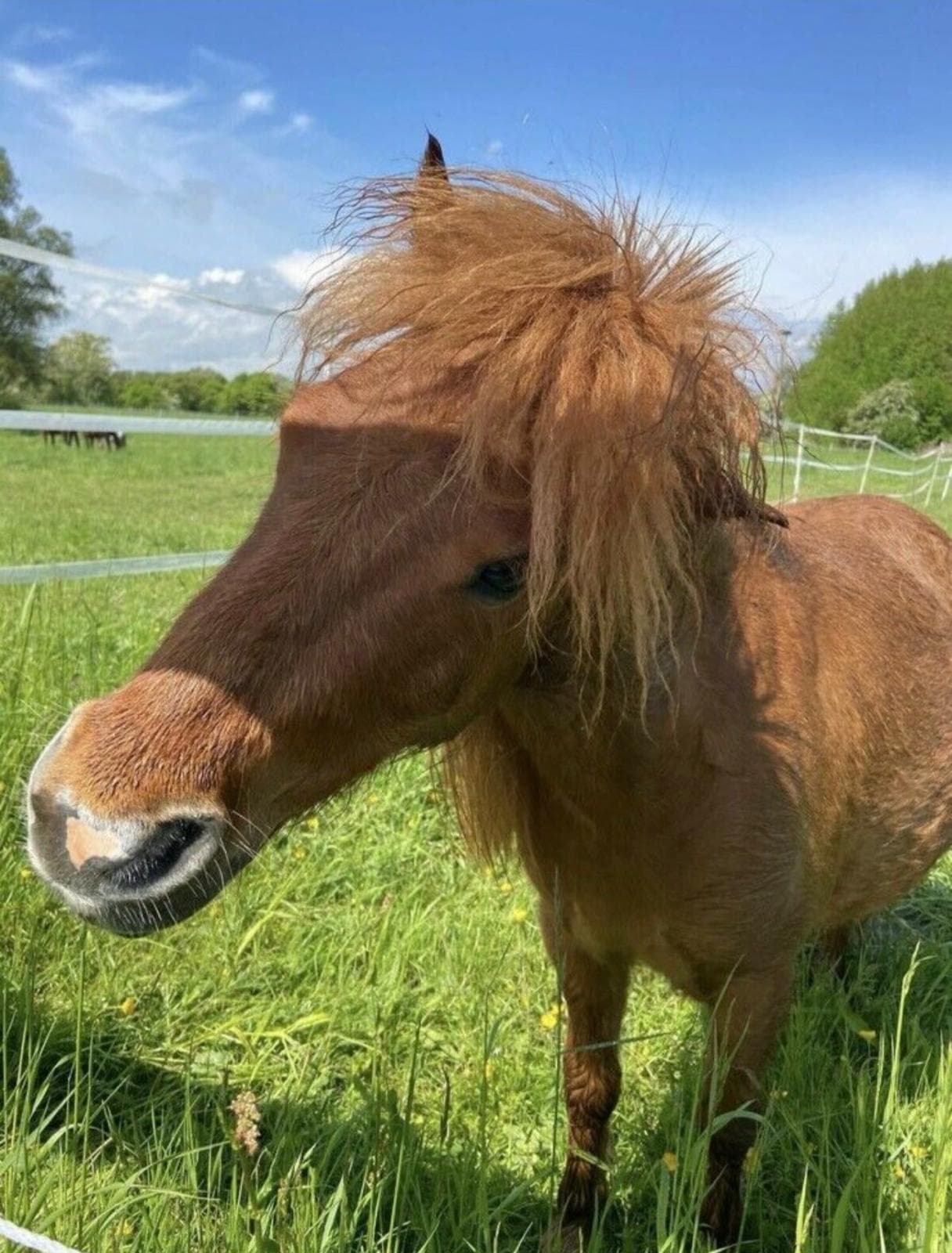 Pony mit dichtem, rotblondem Stirnschopf auf der Weide