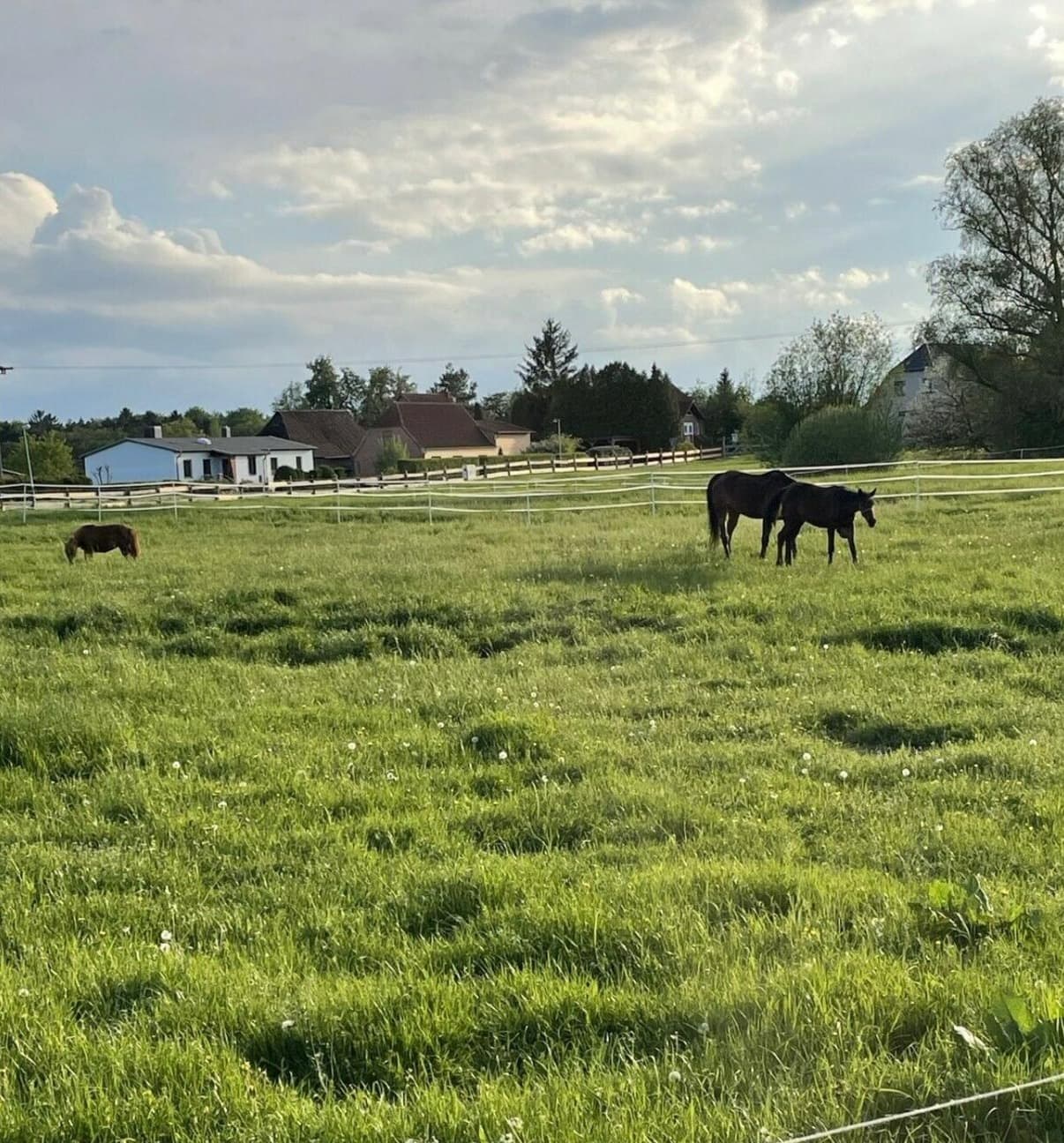 Grüne Koppel mit Pferden unter Wolkenhimmel, dahinter Häuser