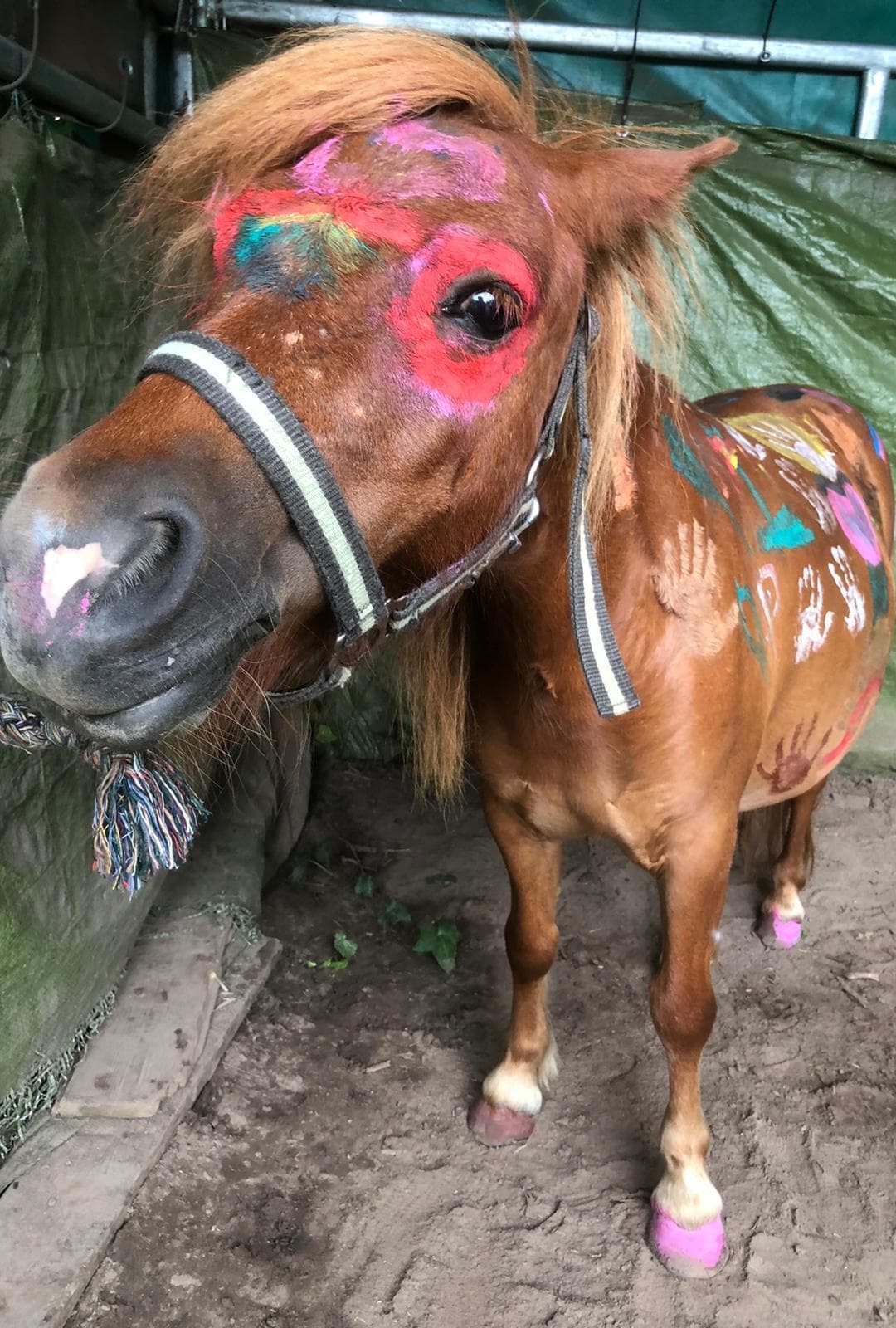 Pony mit bunter Fingerfarben-Bemalung an Kopf und Hals